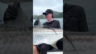 Giant Tarpon Fish 😱 [upl. by Hehre949]