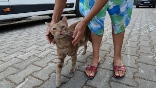 Rusty the cat is very happy when he sees me and starts purring loudly [upl. by Rina]