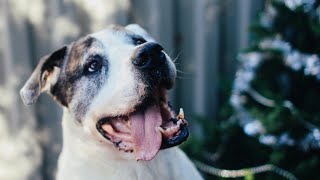 FOTOS DE CACHORROS FOFOS E ENGRAÇADOS [upl. by Dragde915]