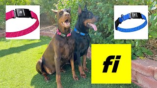 Best GPS collars out there  fi Series 3 collar review [upl. by Bywaters]