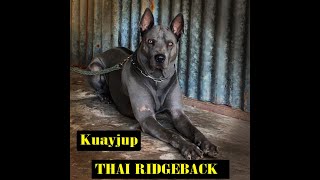 Thai Ridgeback [upl. by Bello431]