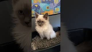 Casper the constipated kitten makes high pitched noise [upl. by Defant]