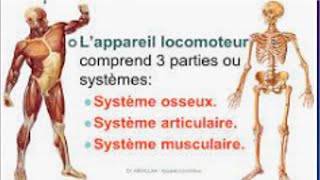 Anatomie et physiologie de l’appareil locomoteur [upl. by Arrad]