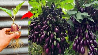 Perfect Technical  Grafting Tomato with eggplant Get amazing fruit [upl. by Anidualc]