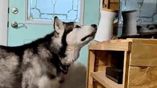 Dogs Outsmart Furbo Knocking It Over And Raiding The Treats alaskanmalamute husky furbo [upl. by Atteuqahc]