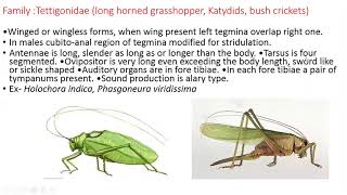 Order OrthopteraCharacteristics amp classification [upl. by Noslien]