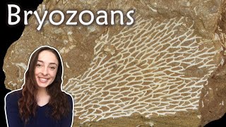 Bryozoa Ectoprocta Invertebrate Paleontology  GEO GIRL [upl. by Brannon937]