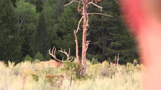 Over the Shoulder Elk Hunting for Giant Bulls  White Peaks Idaho [upl. by Litnahc583]