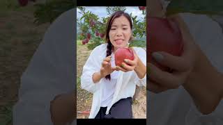 Red Appel sweet Amazing Fruit Cutting amp Rural Farmer shorts harvesting funny [upl. by Aracaj]