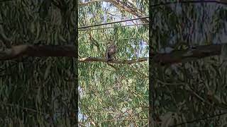 Changeable hawkeagle or Crested hawkeagle panchgani Mahabaleshwar [upl. by Chloette]