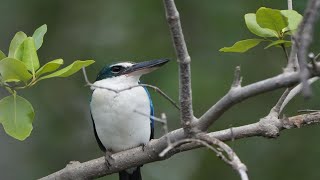 Collared kingfisher Bird Beautifully on the tree [upl. by Biel]