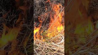 Out Burning Pasture prairiefire cattle pasture fire smokey [upl. by Finnie]