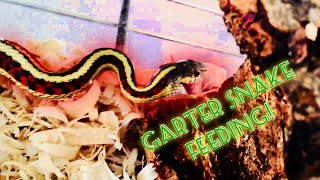 Garter Snake Feeding Video [upl. by Allemat]