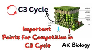 Important points for exam of C3 Cycle  Photosynthesis Quick review [upl. by Gaither]