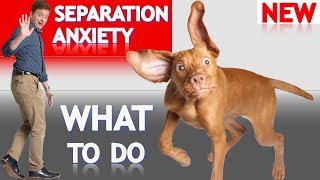 What To Do About Your Dogs Separation Anxiety [upl. by Shay]