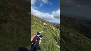 Wie komme ich an diesen Kühen vorbei irland wandern [upl. by Annavoeg178]