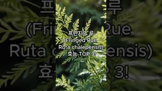 프린지드 루Fringed Rue Ruta chalepensis 효능 TOP 3 [upl. by Kalfas]