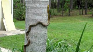 Rat Snake climbing Palm Tree Davenport FL [upl. by Ranee]