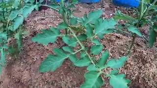 Taking care of tomato plantstomato horn worms [upl. by Oznofla]