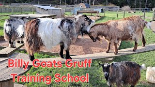 Billy Goats Gruff Training School [upl. by Heloise]