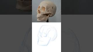 Draw faces better by 💀 Studying Skulls art tutorial [upl. by Ahtael781]