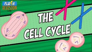 GCSE Biology Revision Guide  Mitosis amp The Cell Cycle [upl. by Aelyk]