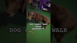 😞Senior dog cannot walk after Gabapentin PART 2 shortsviral [upl. by Droffilc5]