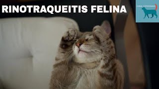 Rinotraqueitis felina conocida como gripe felina [upl. by Howe]