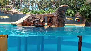 LORO PARK TENERIFE MAY 2024 PART 2 [upl. by Balmuth641]