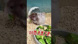 The crispy and crunchy mice love it too Brussels sprouts Golden Bear Daily Hamster snacks [upl. by Yralam]