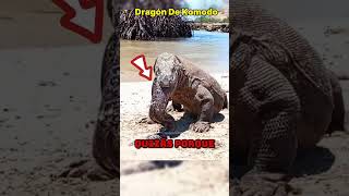 Dragón de Komodo 😨💥 animales vidasalvaje animals [upl. by Harutek853]