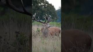 bushypark  2024 redstag  sonya6700  royalpark [upl. by Persis140]