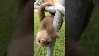 Baby Sloth so cute Sloth สล๊อต babysloth cuteanimals cutebaby funnyshorts cutevideos สัตว์ [upl. by Eloc]