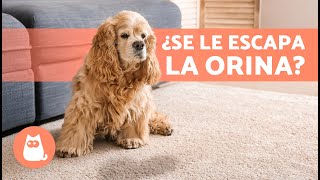 Cómo TRATAR la INCONTINENCIA URINARIA en PERROS 🐶💦 7 Tratamientos Naturales [upl. by Ynner]