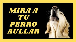 SONIDOS PARA QUE TU PERRO AULLE  Video para hacer aullar a los Perros  Perros Aullando [upl. by Delamare]