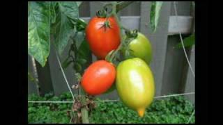 Tomato time lapse [upl. by Gupta909]