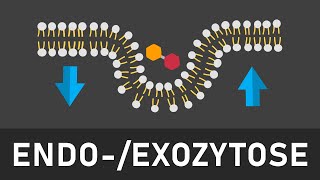 Endo und Exozytose einfach erklärt  Phagozytose Pinozytose konstitutive und stimulierte Exozytose [upl. by Ilka]