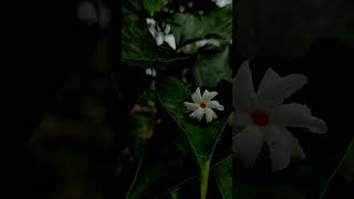 Night  flowering Jasmine nature natureshorts flowers [upl. by Nivel]