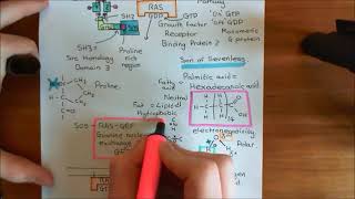 Receptor Tyrosine Kinases Part 6 [upl. by Selma]