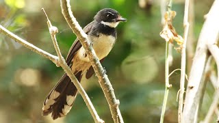 Malaysian Pied Fantail Call  Rhipidura javanica [upl. by Noj]