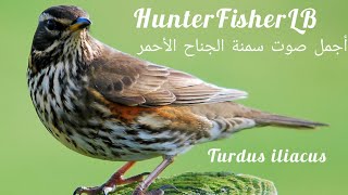 صوت السمنة الجناح الأحمر للصيد، أقوى صوت دمج ٣ أصواتTurdus iliacus Red Wing thrush hunting [upl. by Suiravaj57]