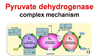 Pyruvate dehydrogenase complex mechanism [upl. by Gael]