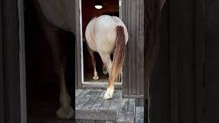 How did the horse get into the house  drafthorses horse draftcross viralvideo [upl. by Adler368]