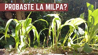 Qué es la MILPA  Como Sembrar Maíz Porotos y Zapallos  Aprovechar Espacio Asociación de Cultivos [upl. by Jonie596]