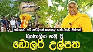 බුත්තලින් හමු වූ ඩොලර් උල්පත umandawa [upl. by Melonie]