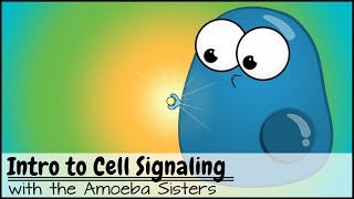 Intro to Cell Signaling [upl. by Weidner407]