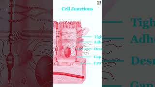 E03 Epithelial Tissue Simple Stratified Epithelium HiBody101 Histology amp Biology of Organ System [upl. by Healy503]