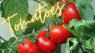 Sowing Tomato Seeds [upl. by Scriven]