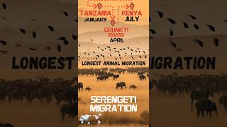 A minute about Serengeti Migration The Great Wildlife Migration [upl. by Alehs427]