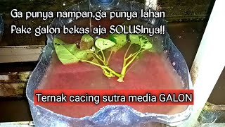 Cara Ternak Cacing Sutra Di Galon Bekas tubifex cacingsutra pakanalami [upl. by Sadie320]